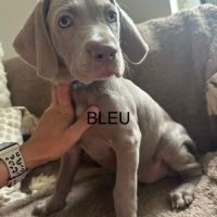 Chiots braque de weimar #3