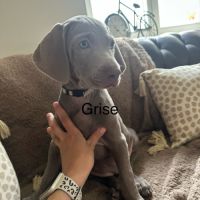 Chiots braque de weimar