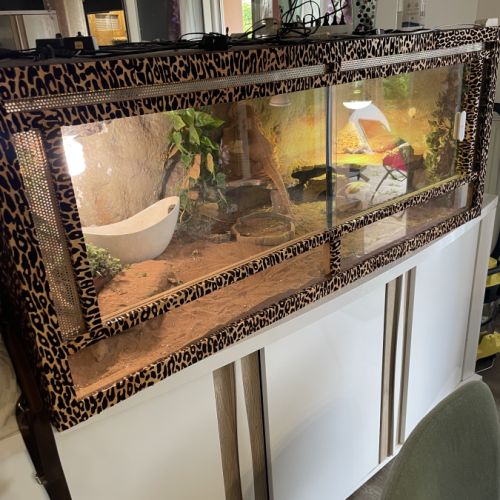 Vend deux magnifiques pogonas #2