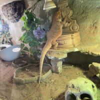 Vend deux magnifiques pogonas