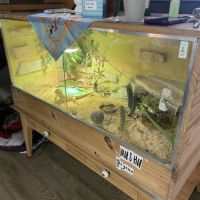 Vend deux magnifiques pogonas #4