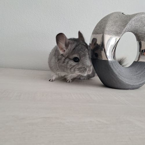 Chinchillas mâle #1