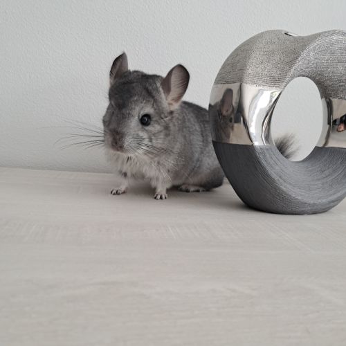 Chinchillas mâle #2