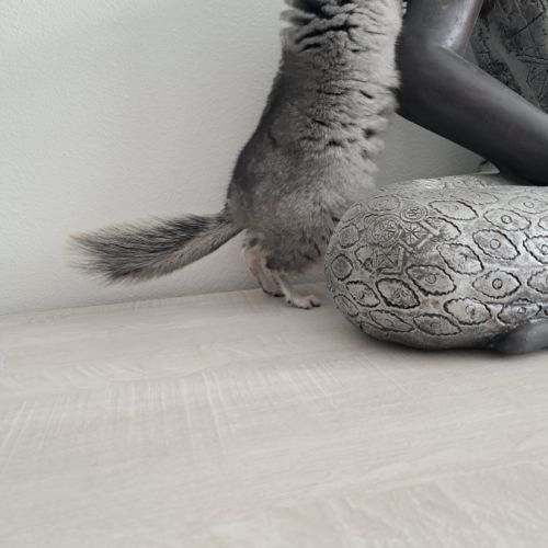 Chinchillas mâle #3