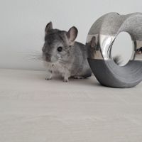 Chinchillas mâle #2