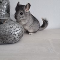 Chinchillas mâle