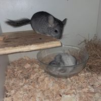 Chinchillas mâle #5