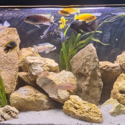 Cichlidės maylandia estherae #2