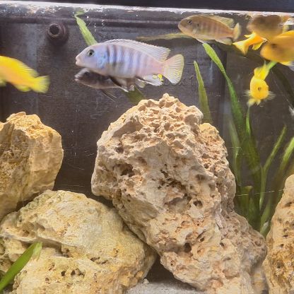 Cichlidės maylandia estherae #4