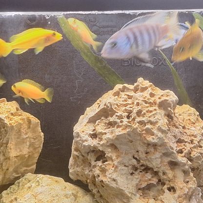 Cichlidės maylandia estherae #5