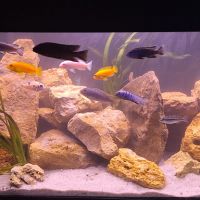 Cichlidės maylandia estherae