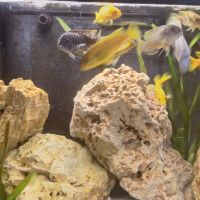 Cichlidės maylandia estherae #3