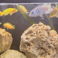 Cichlidės maylandia estherae #5