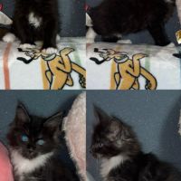 Chaton maine coon loof #1