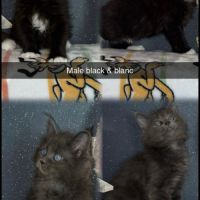 Chaton maine coon loof #0