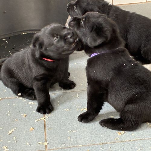 Chiots labrador mâles noirs #1