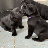 Chiots labrador mâles noirs #1