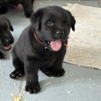 Chiots labrador mâles noirs