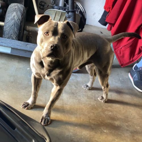 Staffie male pour saillie #1