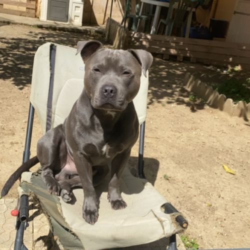 Staffie male pour saillie #2