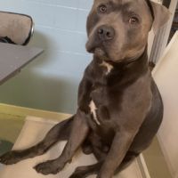 Staffie male pour saillie