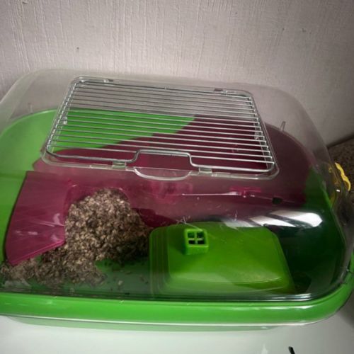 Hamster russe mâle #3