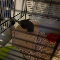 Hamster russe mâle #2