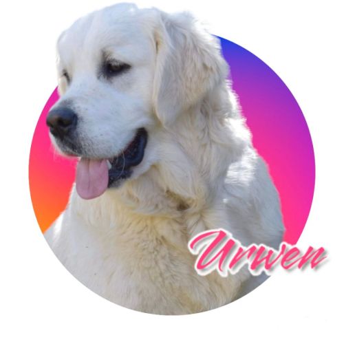 Chiots golden retriever lof #0