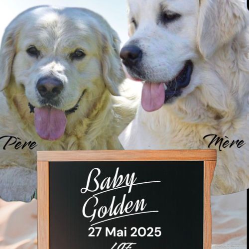 Chiots golden retriever lof #2
