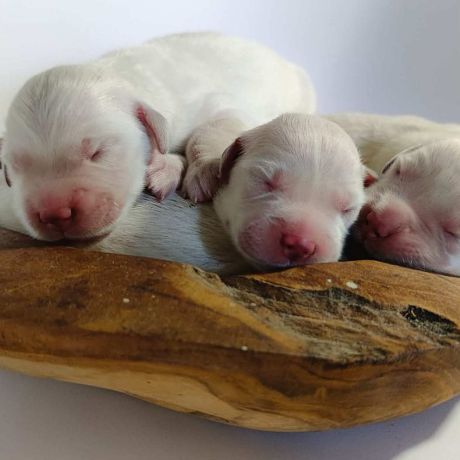 Chiots golden retriever lof #3