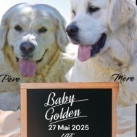 Chiots golden retriever lof #2