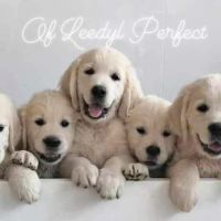 Chiots golden retriever lof #4