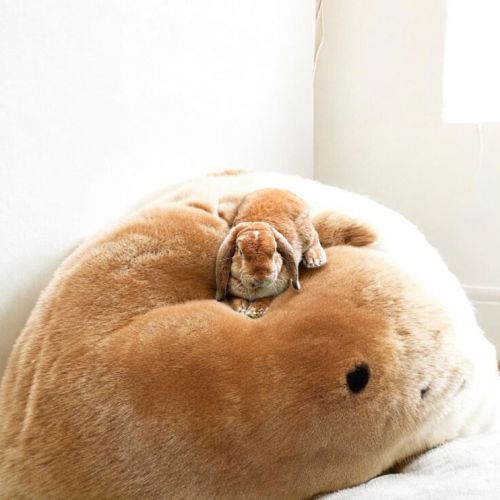 Lapin nain belier rex race au standard #1