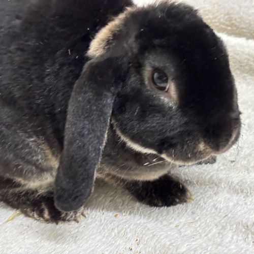 Lapin nain belier rex race au standard #3