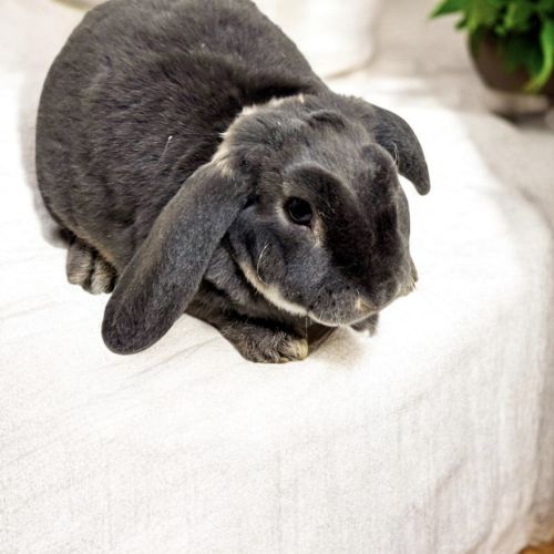 Lapin nain belier rex race au standard #0