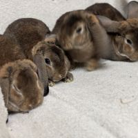 Lapin nain belier rex race au standard #2