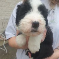 Vends chiots bearded collies