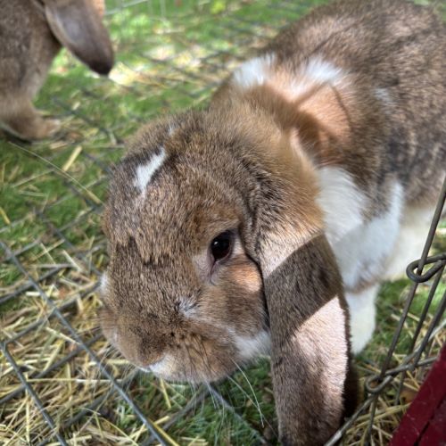 Lapin petit belier #1