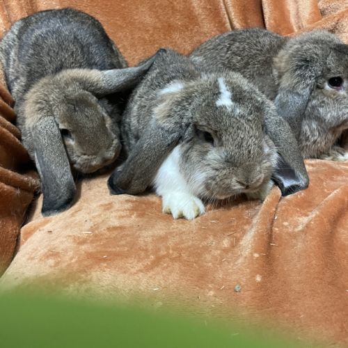 Lapin petit belier #2