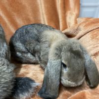 Lapin petit belier