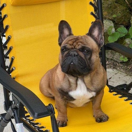 Étalon bouledogue français fauve rouge 10,2 tout p #1