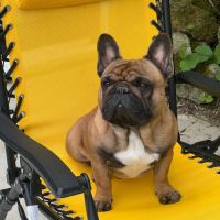 Étalon bouledogue français fauve rouge 10,2 tout p #1