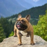 Étalon bouledogue français fauve rouge 10,2 tout p #0