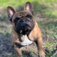 Étalon bouledogue français fauve rouge 10,2 tout p #5