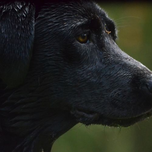 Sologne hunters's t'es belle #4