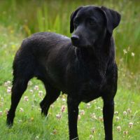 Sologne hunters's t'es belle #2