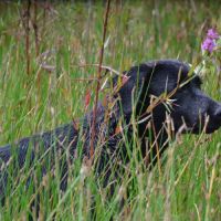 Sologne hunters's t'es belle #3