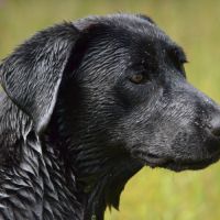 Sologne hunters's t'es belle #5