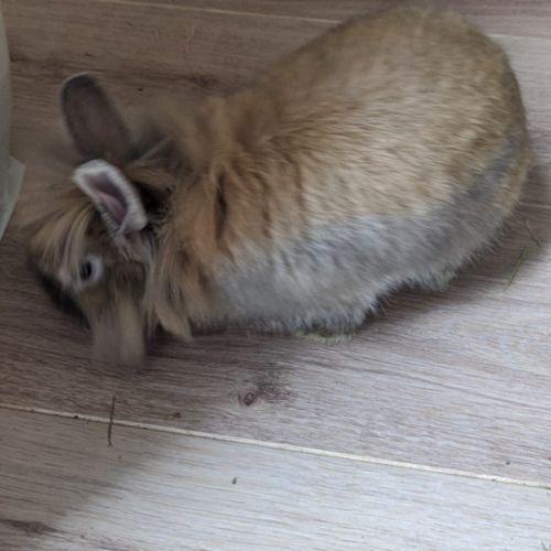 Lapin mâle adorable tête de lion x angora #1