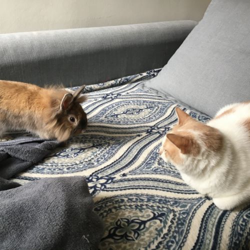 Lapin mâle adorable tête de lion x angora #3